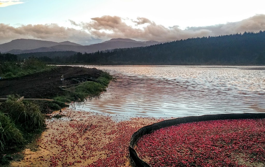 Yellow Point Cranberries | 4532 Yellow Point Rd, Ladysmith, BC V9G 1G5, Canada | Phone: (250) 245-5283