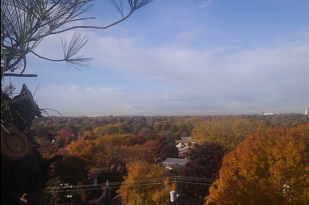 EVANS TREE WORK | 9 Hooper Square, Bowmanville, ON L1C 4X7, Canada | Phone: (905) 718-9528