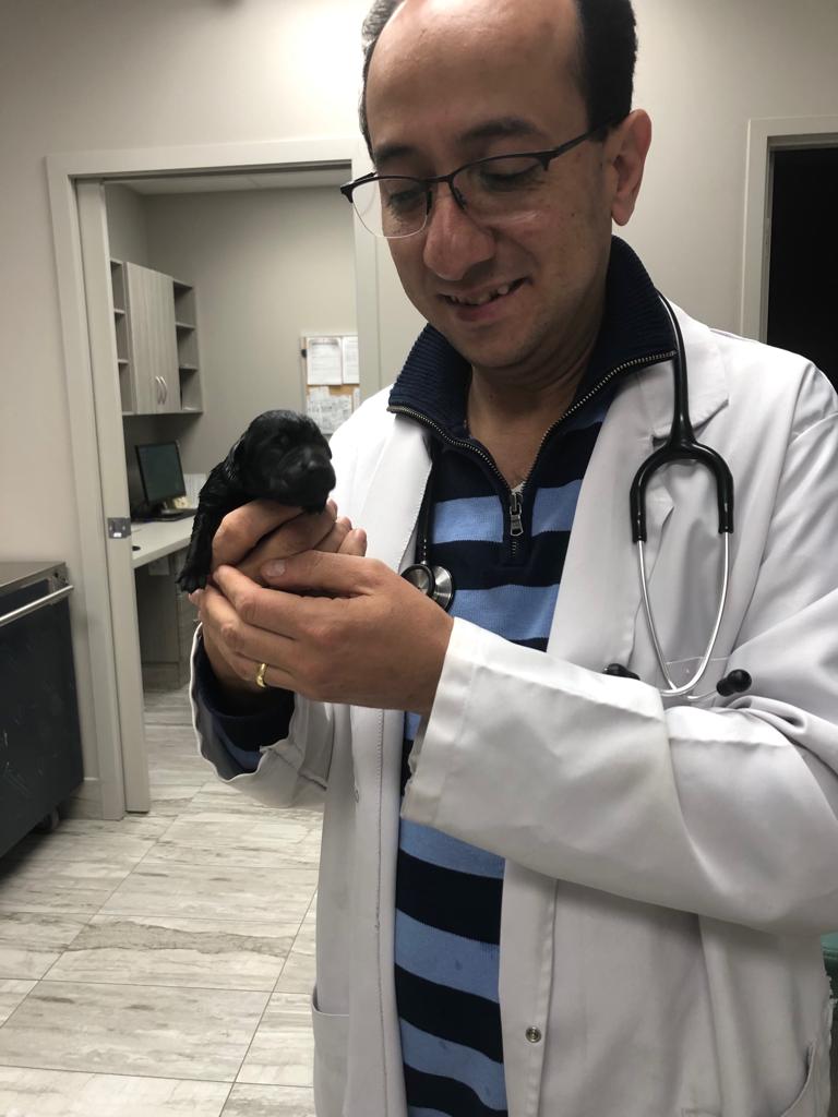 Truscott Animal Hospital | 2425 Truscott Dr, Mississauga, ON L5J 2B4, Canada | Phone: (905) 916-8999
