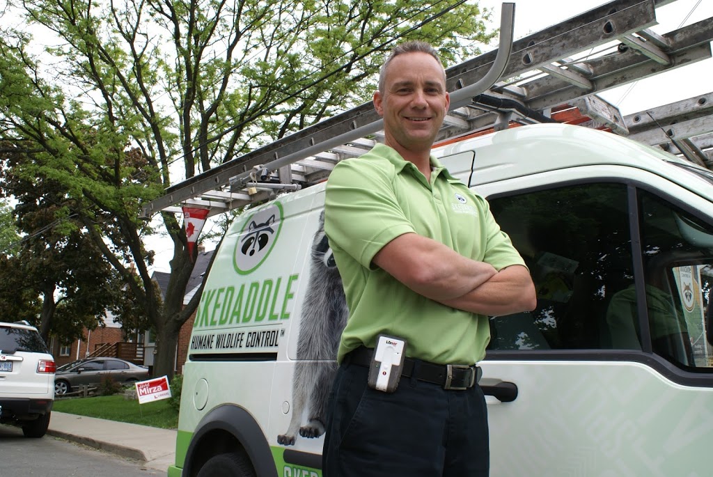 Skedaddle Humane Wildlife Control | 1645 Finfar Ct, Mississauga, ON L5J 4K1, Canada | Phone: (877) 222-9453