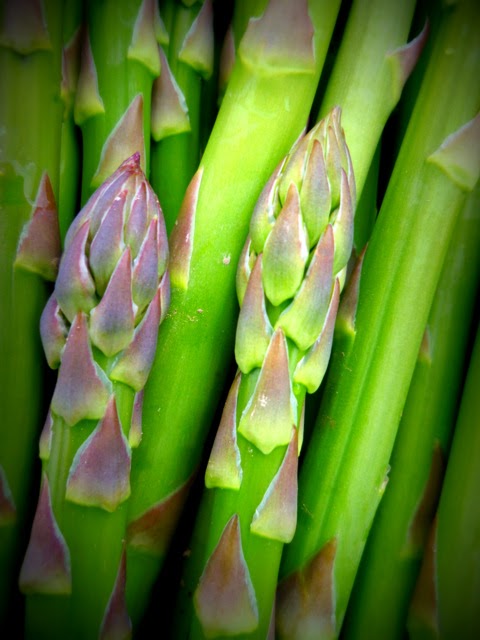 Wild Flight Farm | 205 Rosemond Lake Rd, Mara, BC V0E 2K0, Canada | Phone: (250) 838-7447