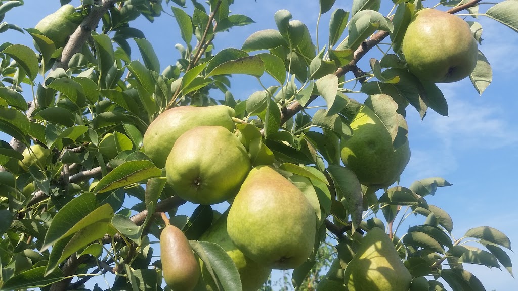 Lincoln Line Orchards | 9764 RR 20, Smithville, ON L0R 2A0, Canada | Phone: (905) 643-2205