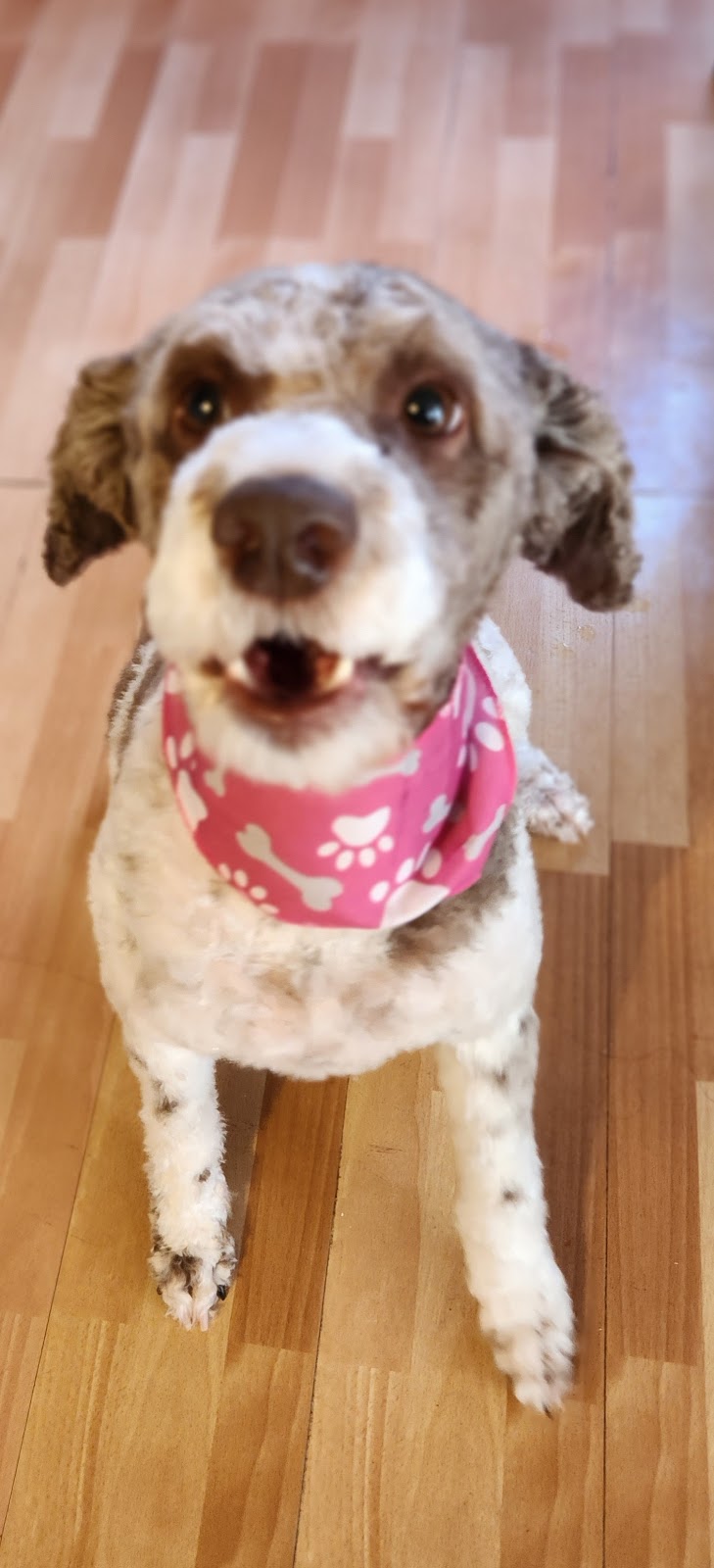 LuvPaws Grooming, Bakery & Supplies | 121 Pine Glen Rd, Riverview, NB E1B 1V5, Canada | Phone: (506) 388-9274