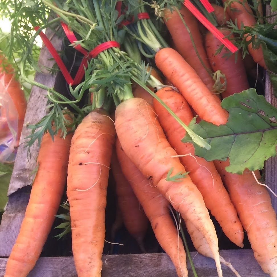 Kingfisher Farm Market | 512 172 St, Surrey, BC V3Z 9R3, Canada | Phone: (604) 560-1405