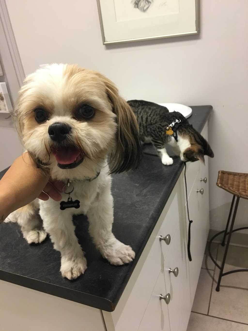 Cobblestone Animal Hospital | 1084 Rest Acres Rd #1, Paris, ON N3L 0B5, Canada | Phone: (519) 442-3286