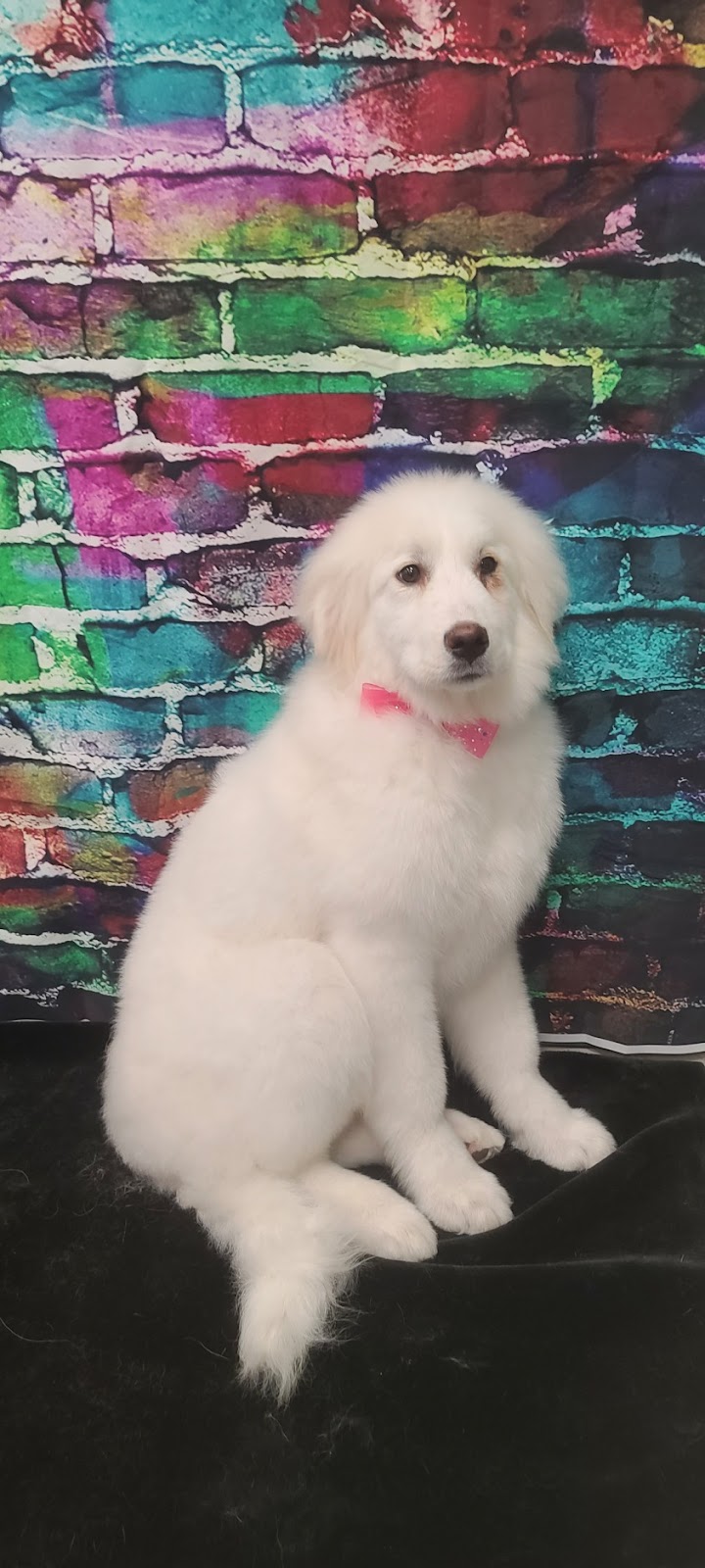 Dirty Dog Groomers | 255 Davison Dr #4, Red Deer, AB T4R 2H2, Canada | Phone: (587) 273-3877