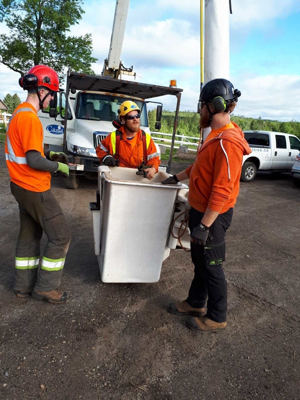 Colonial Tree Service | 36 Armstrong Ave, Georgetown, ON L7G 4R9, Canada | Phone: (905) 877-8591