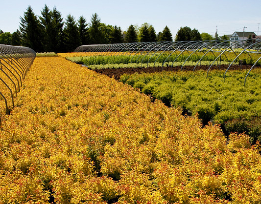 Kobes Nurseries (Wholesale) | 4765 Old Scugog Rd, Bowmanville, ON L1C 6T4, Canada | Phone: (905) 263-8814