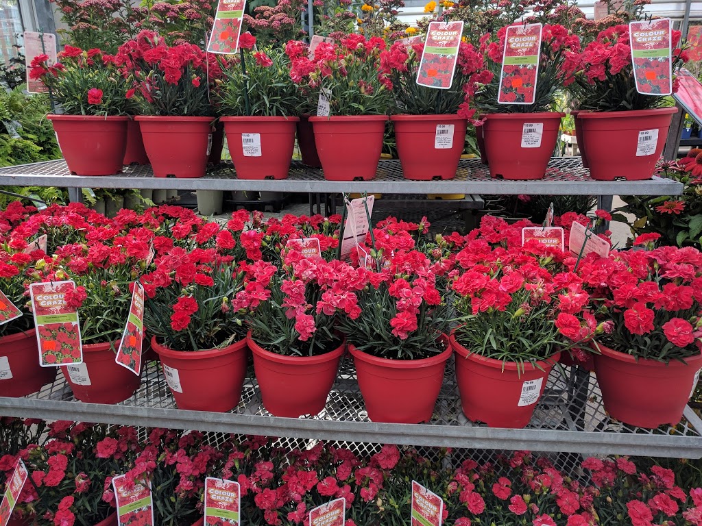 Plant World | 4000 Eglinton Ave W, Etobicoke, ON M9A 4M2, Canada | Phone: (416) 241-9174