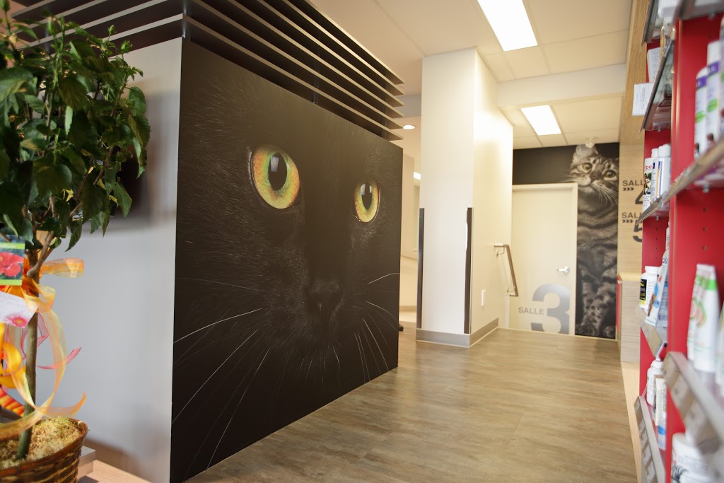 Veterinary Clinic Lévis-Lauzon | 6883 Boulevard Guillaume-Couture, Lévis, QC G6V 9H5, Canada | Phone: (418) 833-4917
