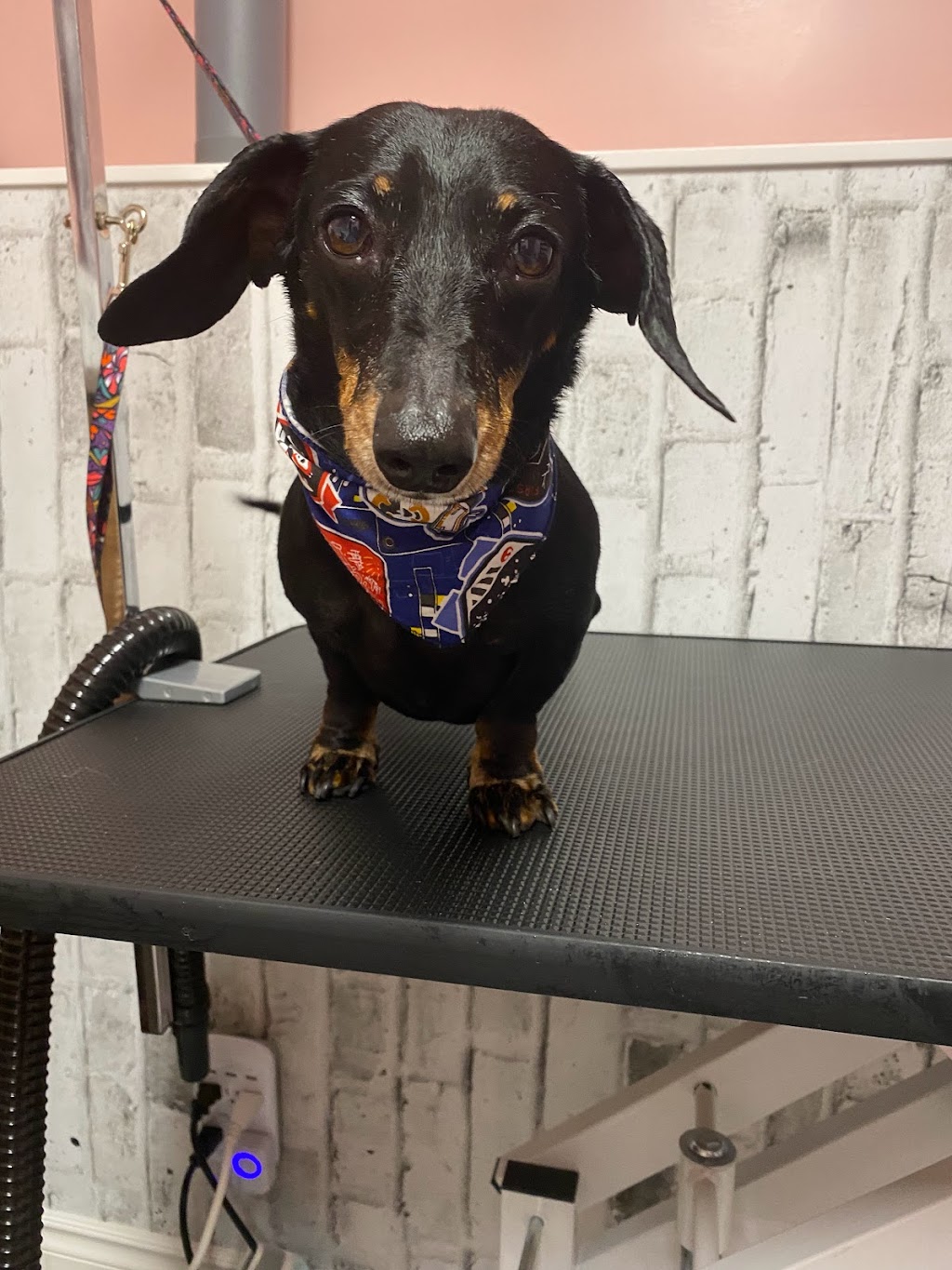 Studs & Divas Pet Salon | 237 Coverdale Rd NE, Calgary, AB T3K 4J6, Canada | Phone: (403) 615-9067