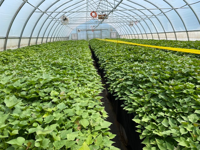 Westech Agriculture Ltd | 600 Church St, Alberton, PE C0B 1B0, Canada | Phone: (902) 853-4184