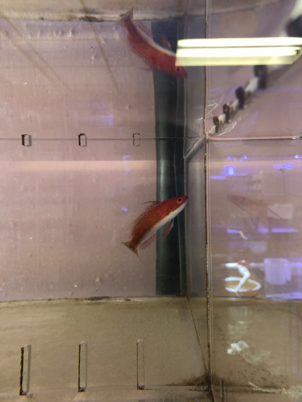 Aquarium Arc-En-Ciel | 1440 Rue Victoria, Greenfield Park, QC J4V 1M1, Canada | Phone: (450) 465-1888