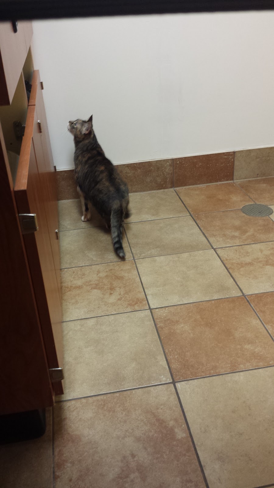 Banfield Pet Hospital | 1581 Niagara Falls Blvd Suite 100, Amherst, NY 14228, USA | Phone: (716) 834-1186