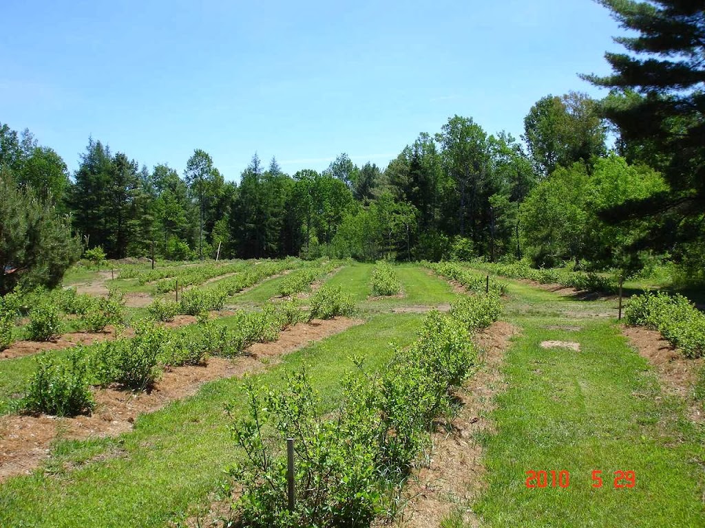 Muskoka Blueberries | 1003 Manitoba St, Bracebridge, ON P1L 1W9, Canada | Phone: (705) 645-9862