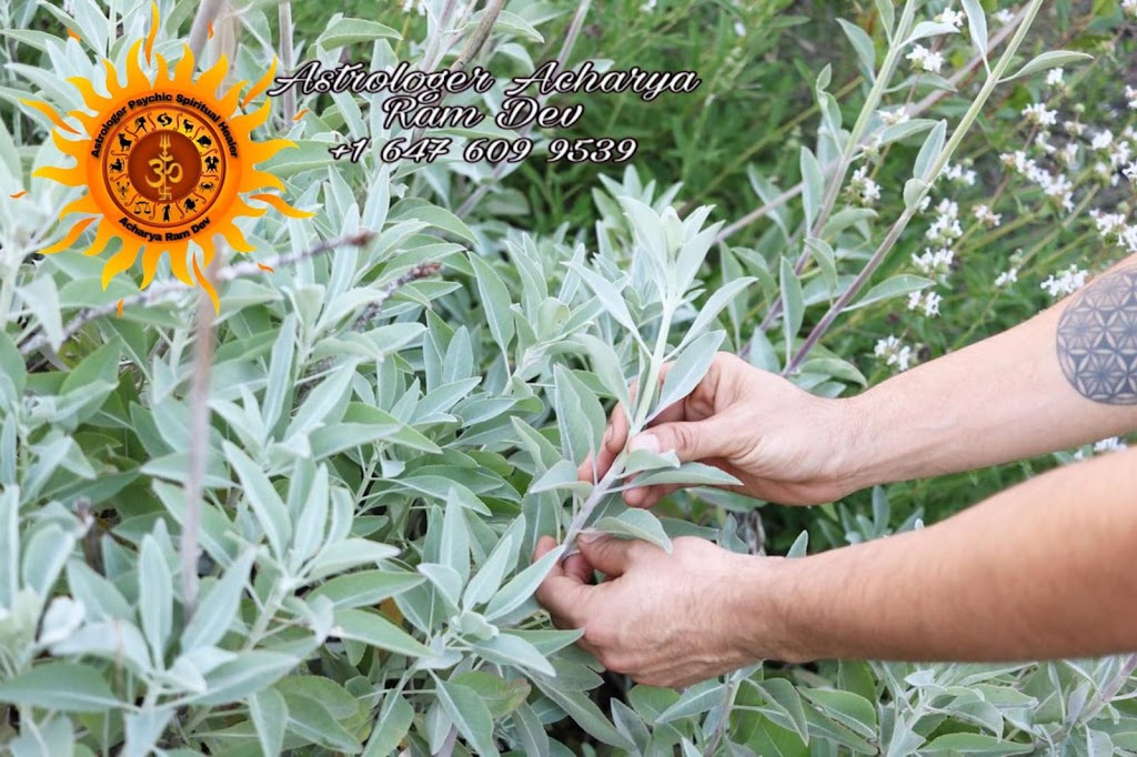 Astrologer And Psychic in Mississauga, Indian Spiritual Healer | 1034 Burnhamthorpe Rd E, Mississauga, ON L4Y 2X6, Canada | Phone: (647) 609-9539