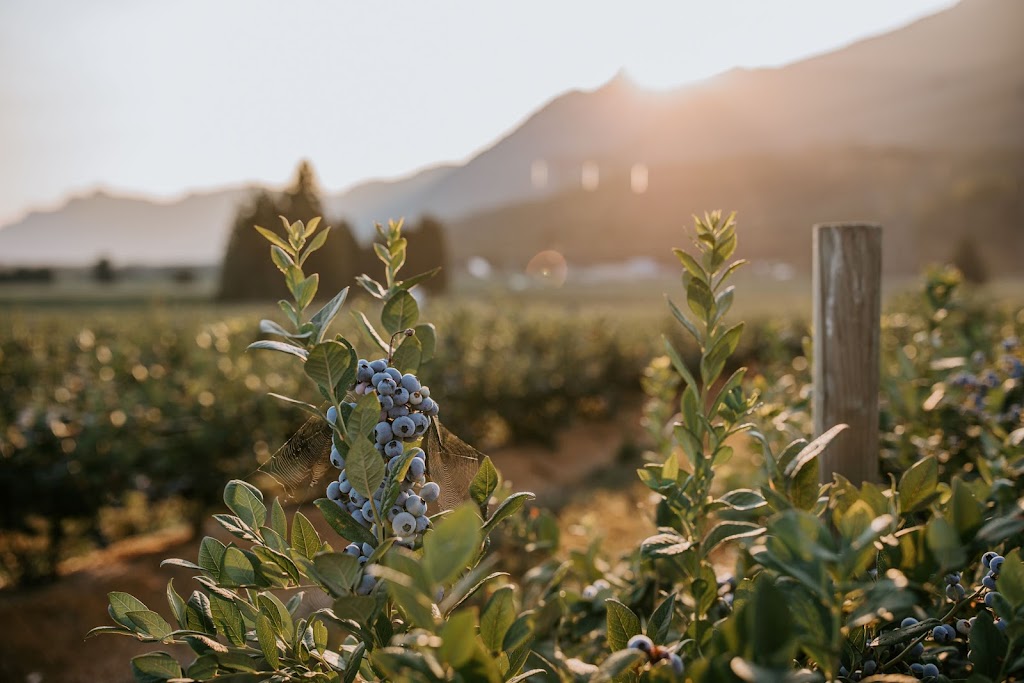 Klaassen Farms | 51211 Chilliwack Central Rd, Chilliwack, BC V0X 1X0, Canada | Phone: (604) 845-0678