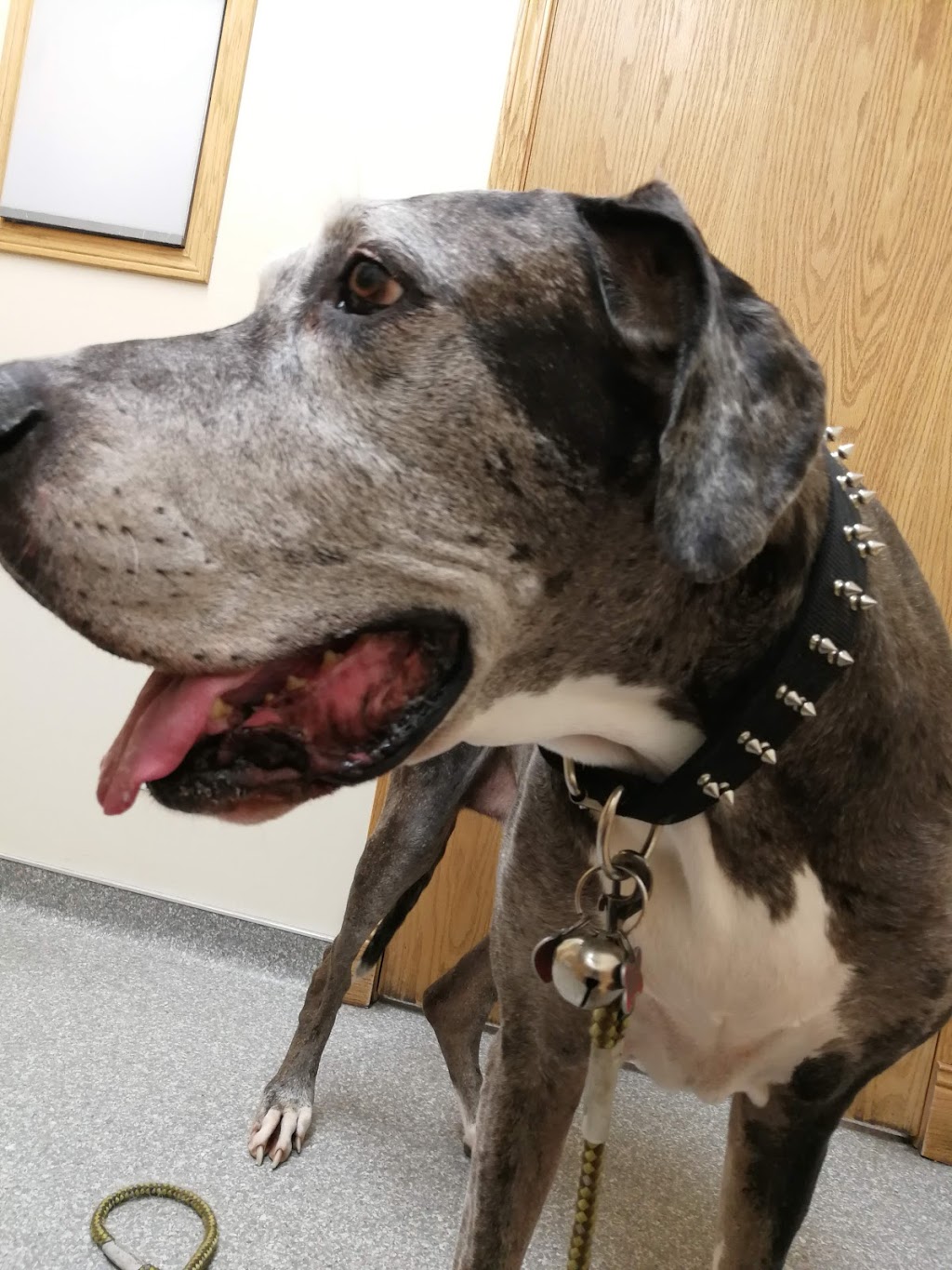 Deer Park Pet Hospital | 420 Allan St #4, Red Deer, AB T4R 2K7, Canada | Phone: (403) 342-5200