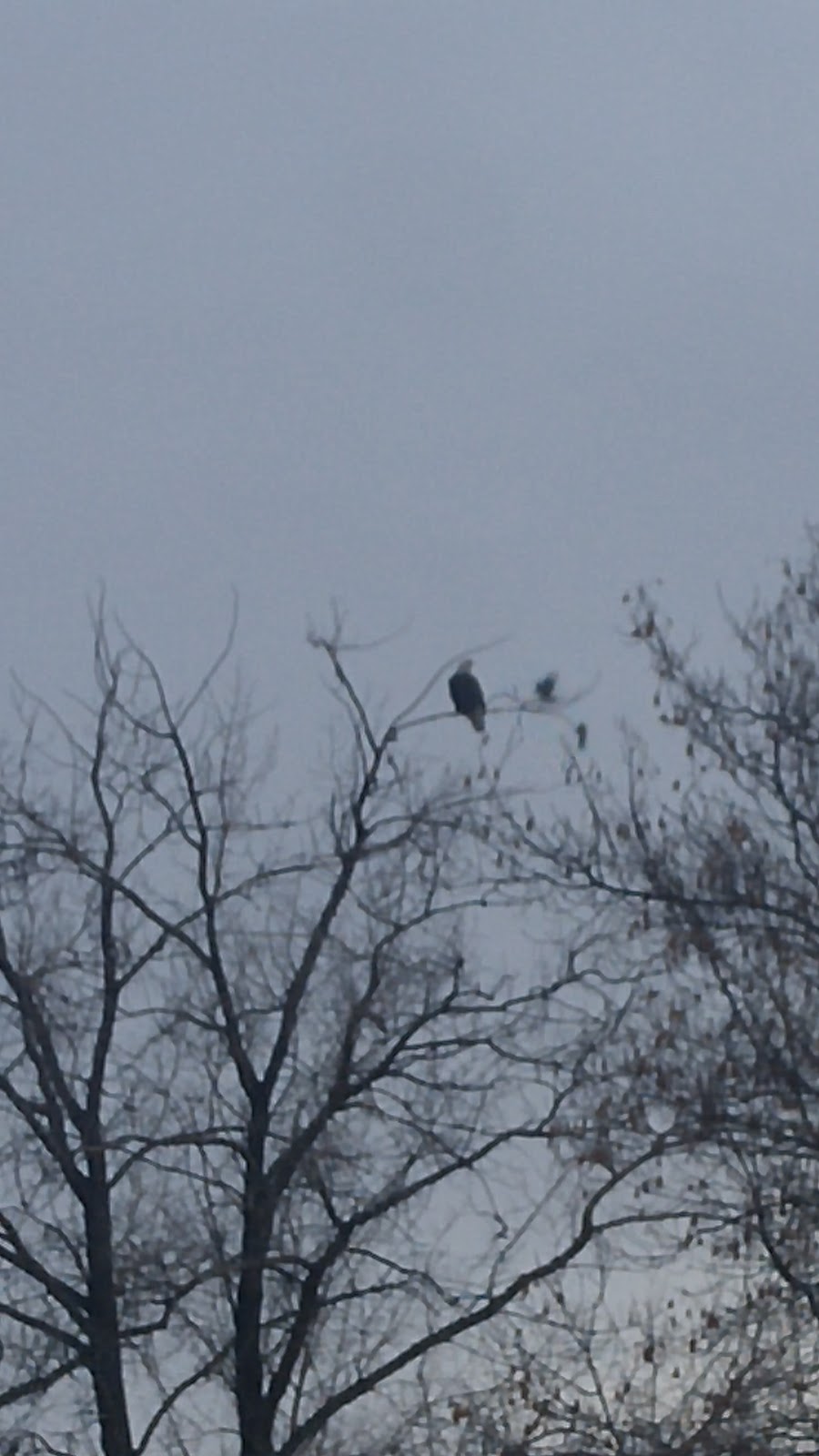 Spadina Bird Watch | 4E5, 1337-2119 Spadina Crescent W, Saskatoon, SK S7M 1P5, Canada