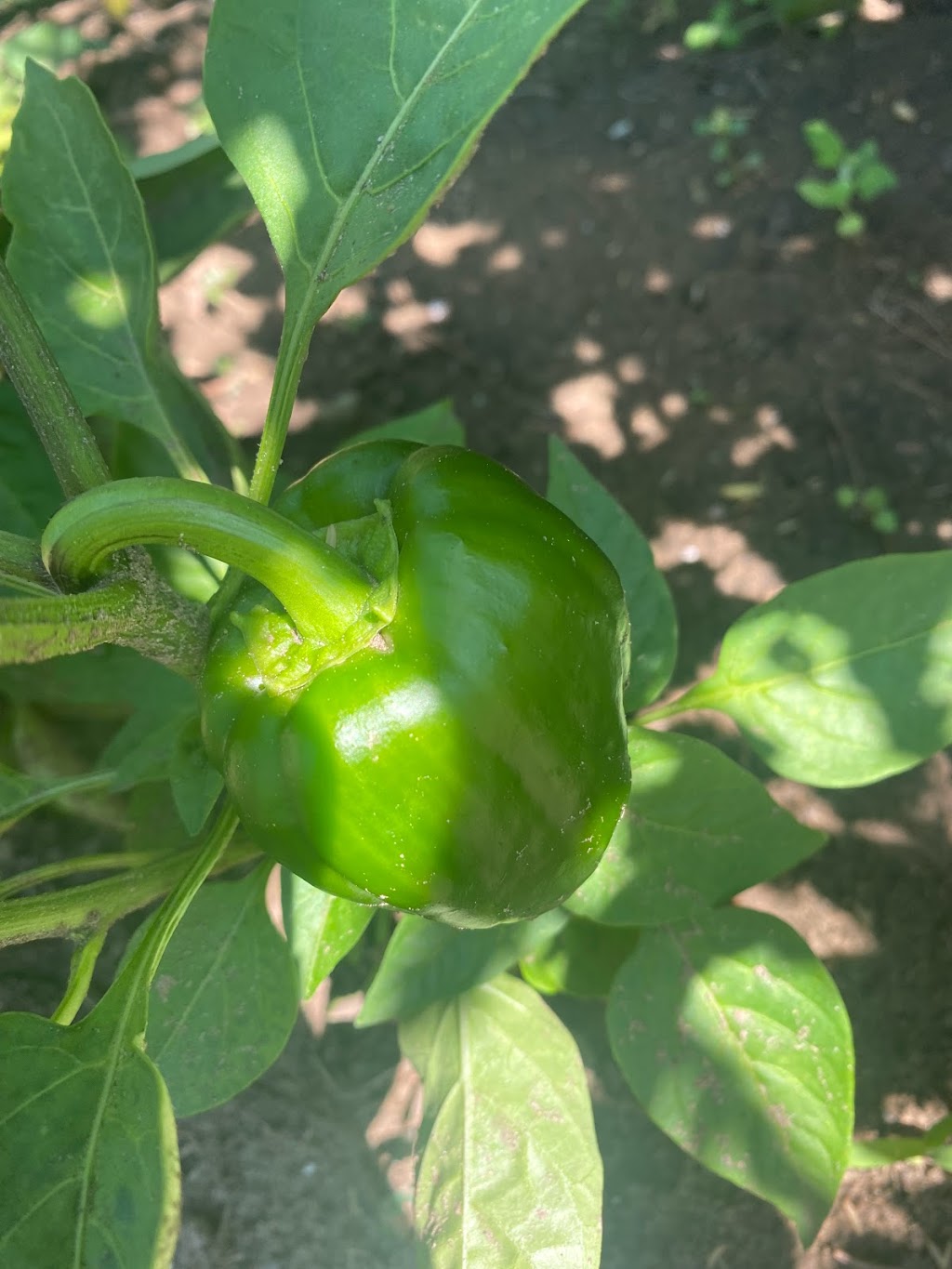 Buttercup Estate Farm | 6970 McMillan Side Rd, Washago, ON L0K 2B0, Canada | Phone: (705) 826-6516