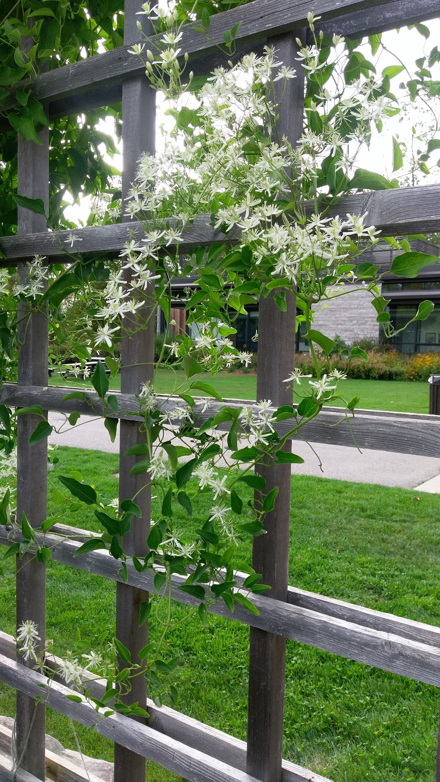 MacEwan Terrace Garden | 4150 Riverwood Park Ln, Mississauga, ON L5C 2S7, Canada | Phone: (905) 279-5878