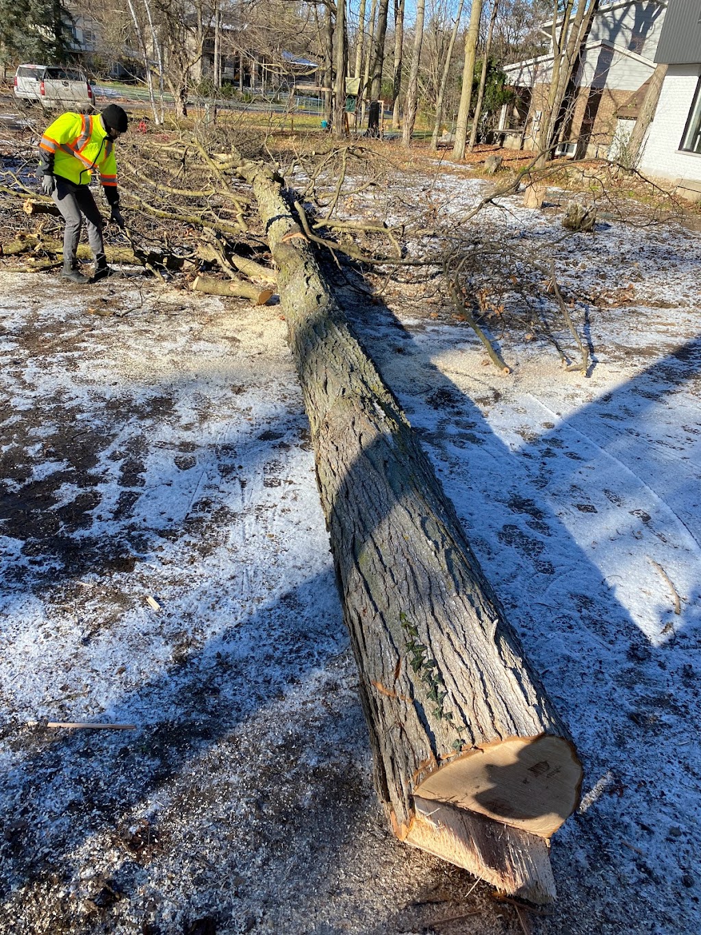 GreenCare Tree Services | 808 Courtland Ave E, Kitchener, ON N2C 1K3, Canada | Phone: (519) 329-0938