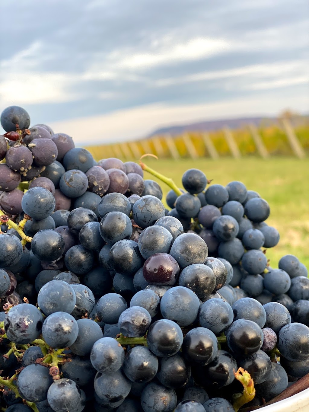 Windswept Cider | 317282 3 Line, Meaford, ON N4L 1W7, Canada | Phone: (519) 217-1479