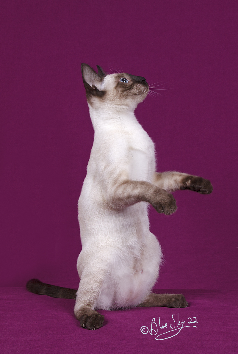 KW Bengals | Alison Ave, Cambridge, ON N1R 1N2, Canada | Phone: (519) 778-9502