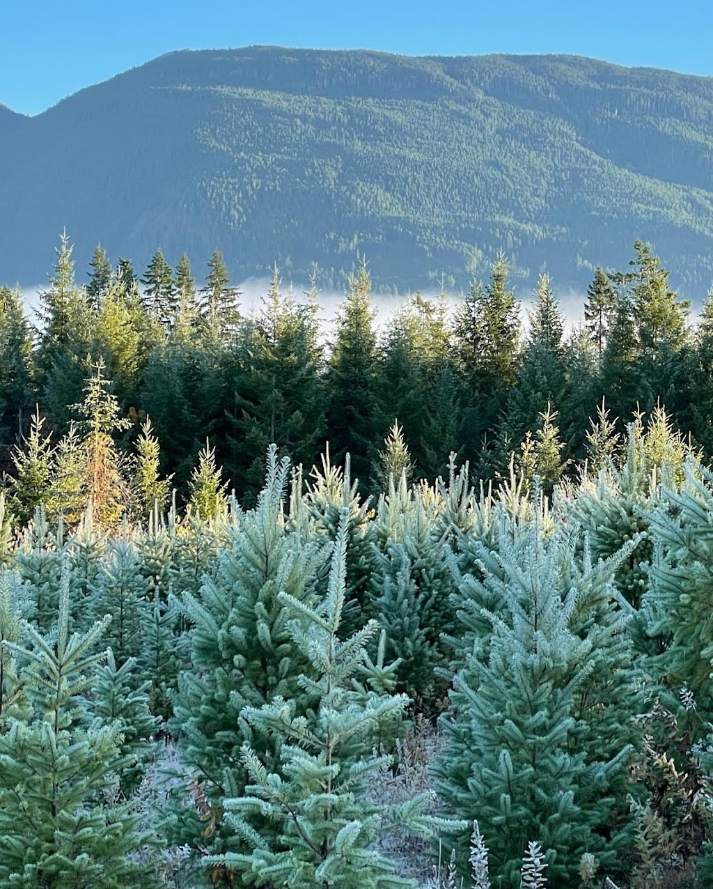 Alberni Christmas Trees | 7374 Airport Rd, Port Alberni, BC V9Y 8Y9, Canada | Phone: (403) 597-2269