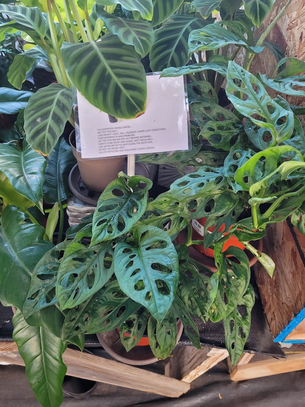 Country Home Gardens | 200 Forest Lea Rd, Pembroke, ON K8A 6W6, Canada | Phone: (613) 732-1139