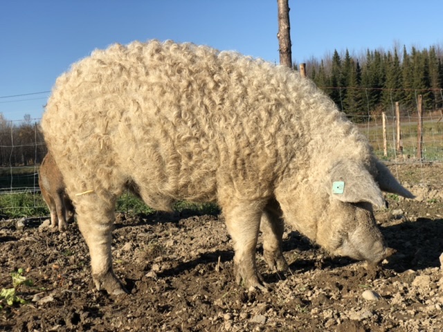 Mangalica Québec LA BÊTE NOIRE | 273 rang 1 est, Sainte-Christine, QC J0H 1H0, Canada | Phone: (819) 818-9391