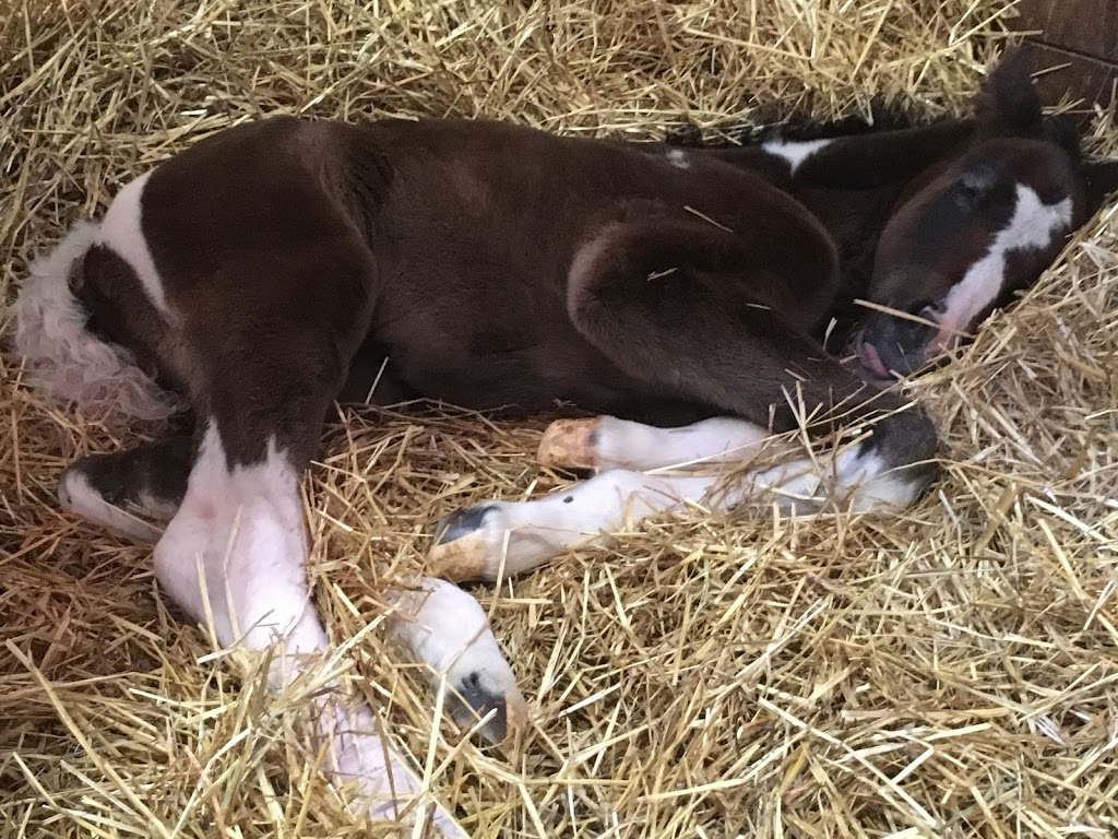Kings Galeón Breeding & Sales | Middletown Rd, Puslinch, ON N0B 2J0, Canada | Phone: (905) 520-9040