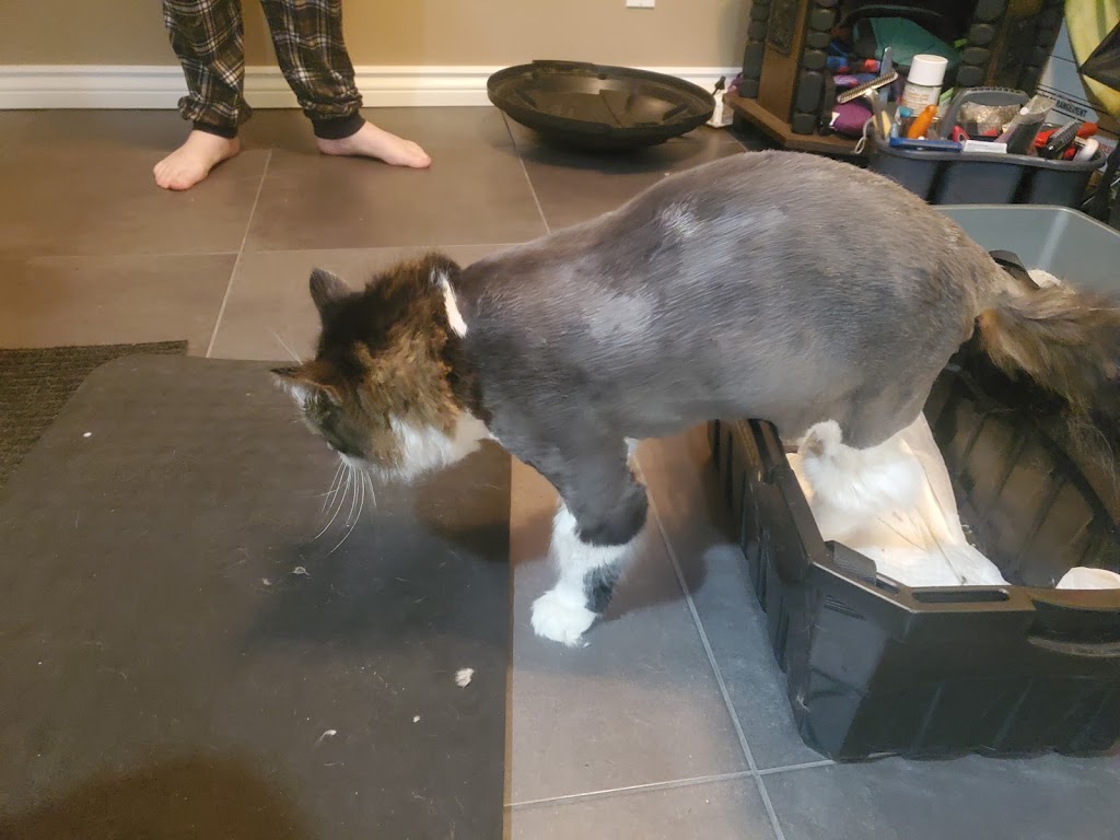 Trillium Dog Grooming | 1492 Falkenburg Rd, Bracebridge, ON P1L 1X4, Canada | Phone: (705) 641-1751