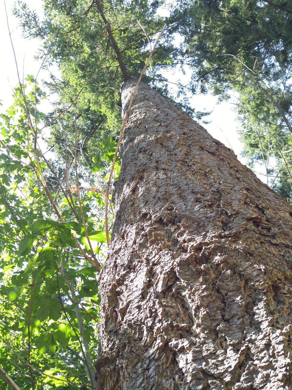 Springwood Forest Park | 5844 150 St, Surrey, BC V3S 5N5, Canada