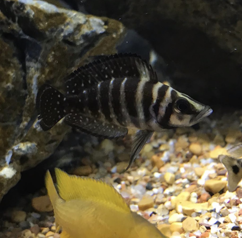 Fish Supply Canada | 231 Barrie St, Thornton, ON L0L 2N0, Canada | Phone: (705) 816-5352