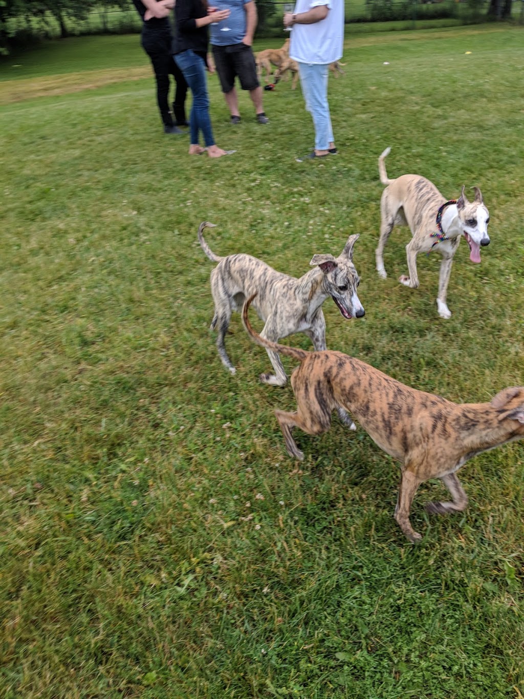 The Whippet Ranch | Twp., 7778 Side Rd 21, Alma, ON N0B 1A0, Canada