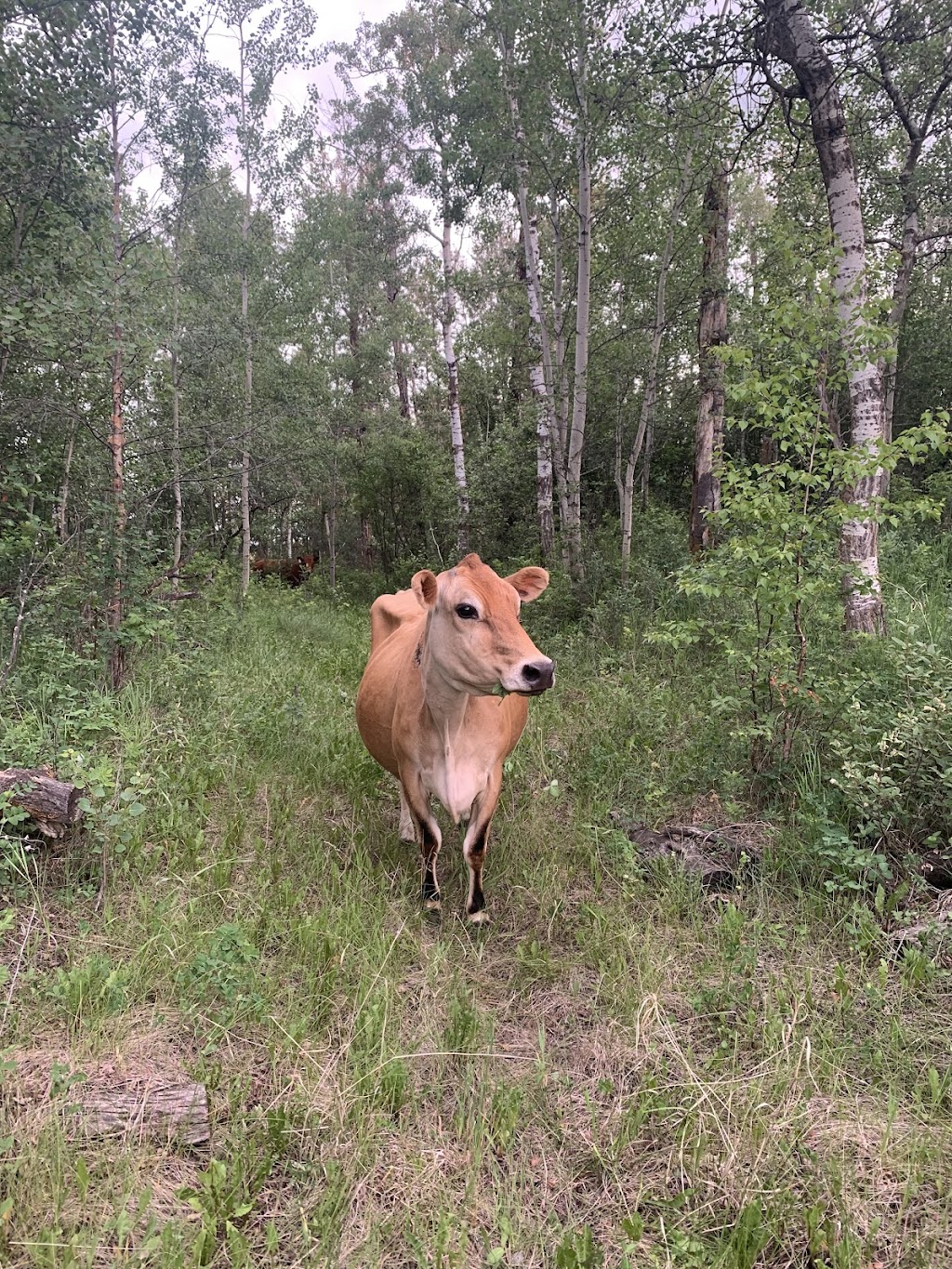 GrothHaus Permaculture | 48537 Range Rd 222, CAMROSE COUNTY, AB T0B 1W0, Canada | Phone: (780) 231-3090