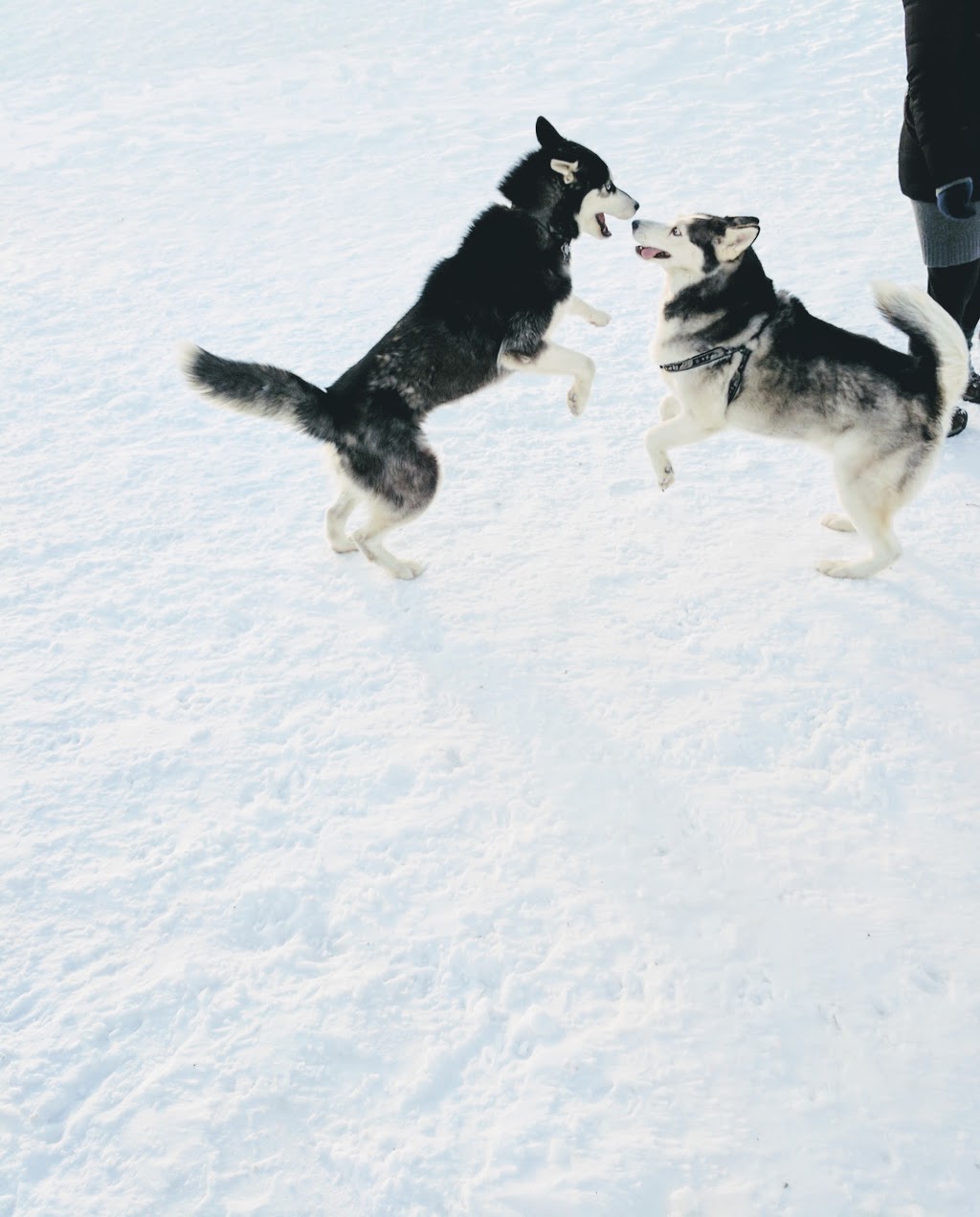 North Glenmore Dog Park | 2150 Glenmore Rd N, Kelowna, BC V1V 2C5, Canada | Phone: (250) 469-8503