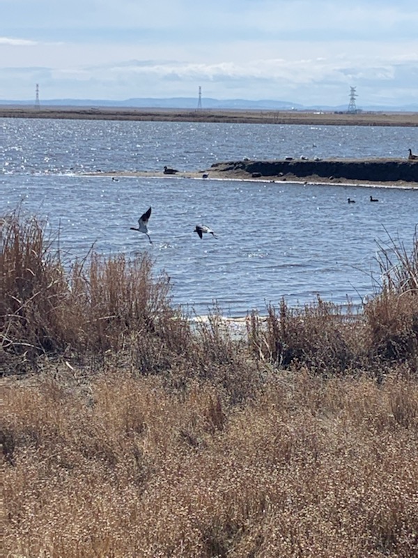 Frank Lake - Ducks Unlimited Conservation Site | Township Rd 190, Blackie, AB T0L 0J0, Canada | Phone: (403) 465-3310