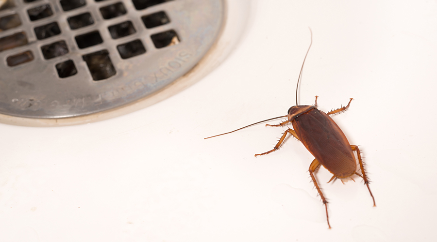 Pest Control Barrie | 454 Bayfield St, Barrie, ON L4M 5A2, Canada | Phone: (705) 812-1412