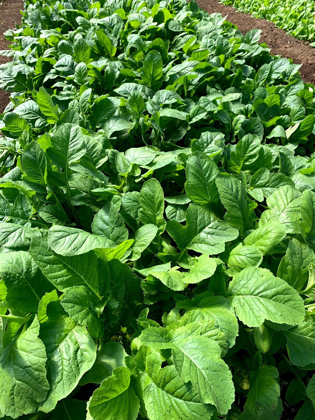 늘푸른농원 Evergreen Farm | 641 McCallum Rd, Abbotsford, BC V2S 8A1, Canada | Phone: (778) 808-0801