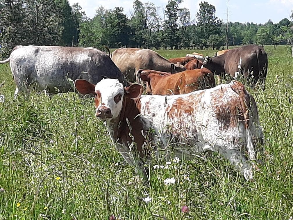 Wild Meadows Farm | 085315, Grey County Rd 14, Conn, ON N0G 1N0, Canada | Phone: (519) 710-5702