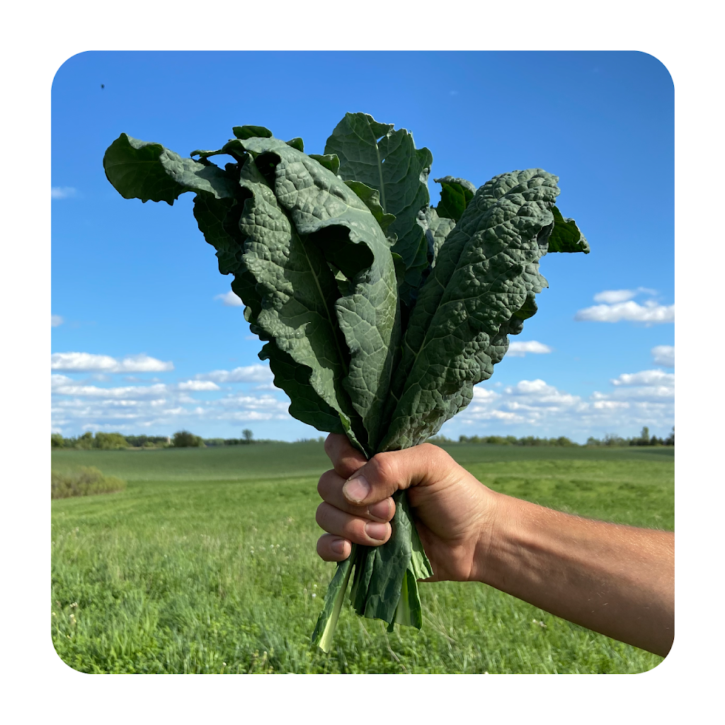 Wayward Farm | 2669 Carmel-Koch Rd, Baden, ON N3A 3R9, Canada | Phone: (519) 277-6072