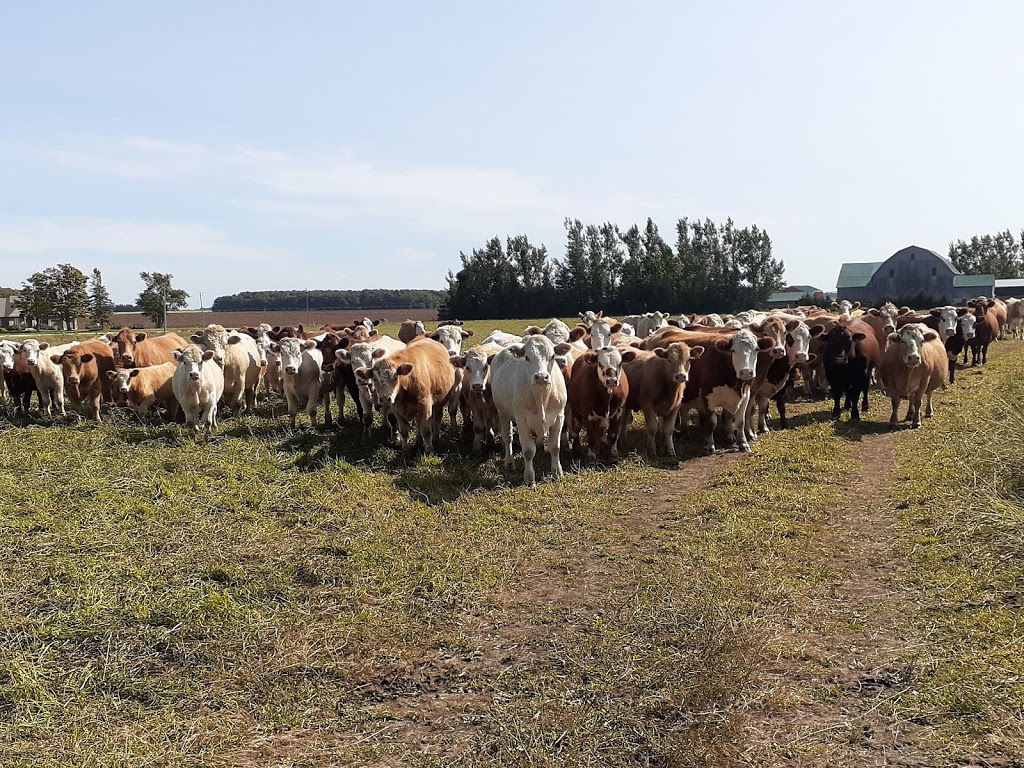 Armstrong Family Farm | 518258, Dufferin County Rd 124, Melancthon, ON L9V 1V9, Canada | Phone: (519) 278-9769