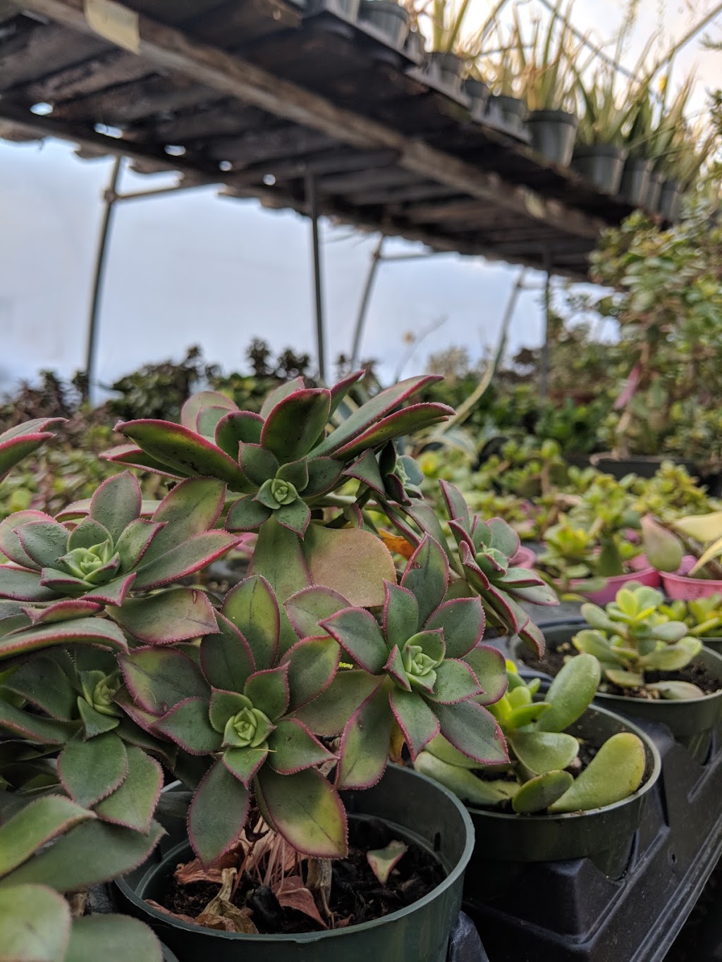 Badger Ridge Greenhouse | Crossfield, AB T0M 0S0, Canada | Phone: (403) 946-0200