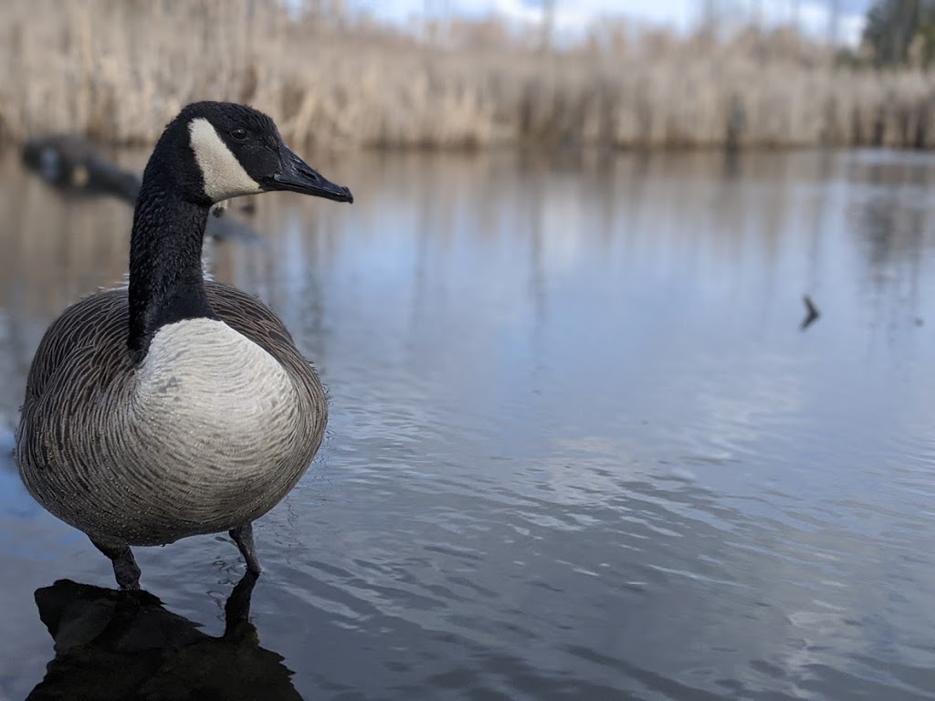 Sumac Environmental Consulting Ltd | 70 Hawthorne Crescent, Barrie, ON L4N 9Y8, Canada | Phone: (249) 880-4676