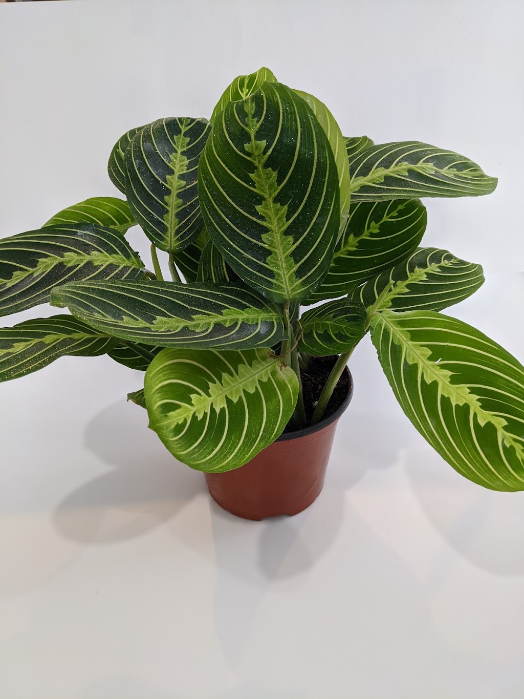 Tropical North Plants | 180 Cundles Rd W, Barrie, ON L4N 5N2, Canada | Phone: (705) 710-4212