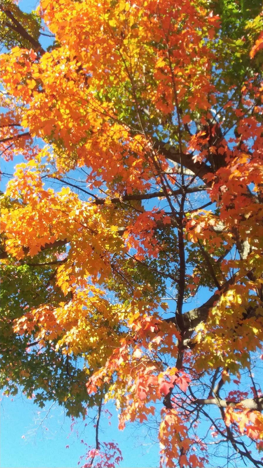 Lions Park, Township of Wellington North | 495 Queen St W, Mount Forest, ON N0G 2L1, Canada | Phone: (519) 323-9622