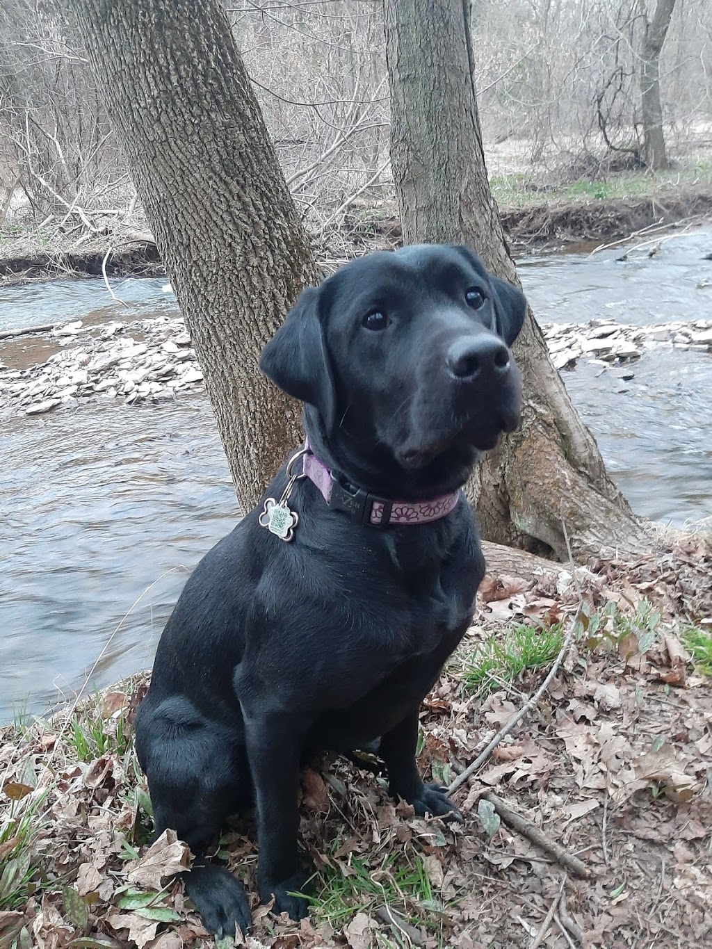 Joannas Pet Sitting | 5642 Rosaline Rd, Burlington, ON L7L 6T4, Canada | Phone: (289) 828-0679