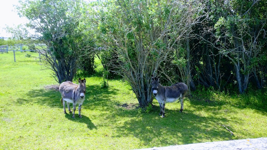 Mountain View Pet Resort | Carstairs, AB T0M 0N0, Canada | Phone: (403) 337-2959
